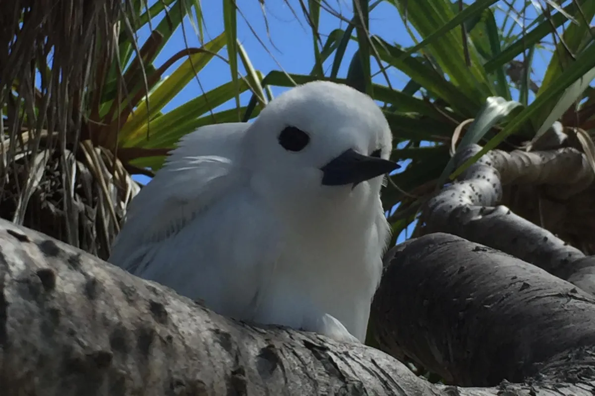 Gygis blanche