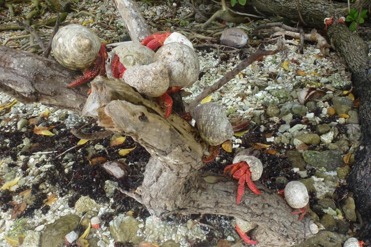 Strawberry Hermit Crabs on a branch