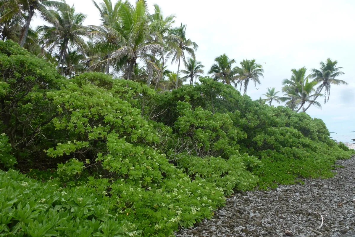 Growing along the shore
