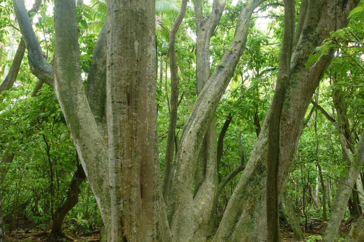 A stand of large trees