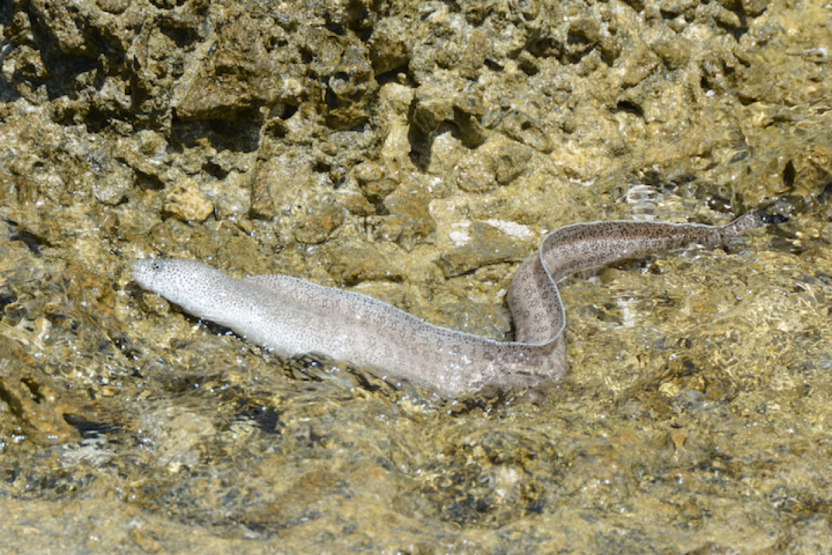 The Peppered Moray Eel inhabits the shallow intertidal areas of the reef flat 