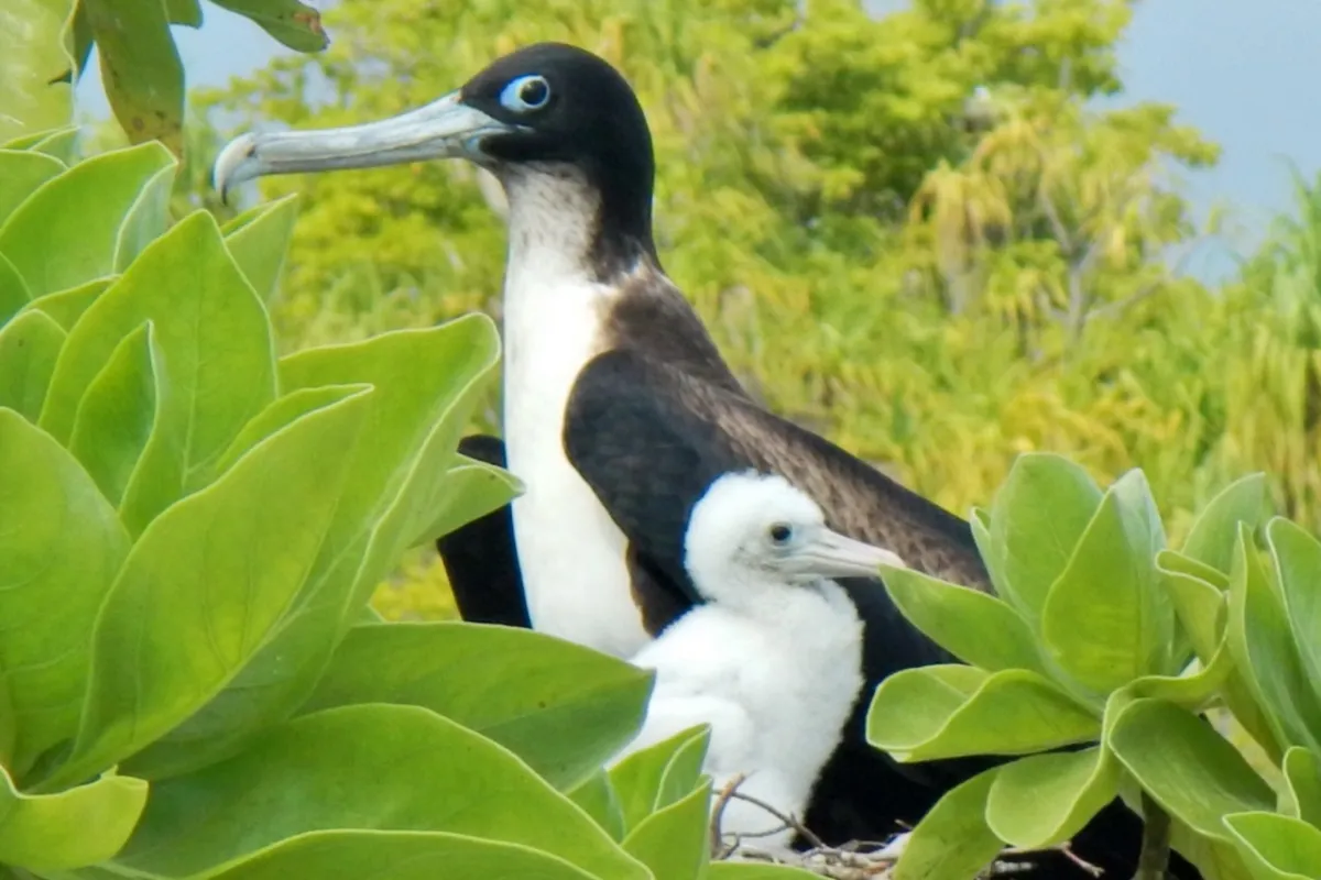 Photo: Tetiaroa Society Great frigatebird and his baby