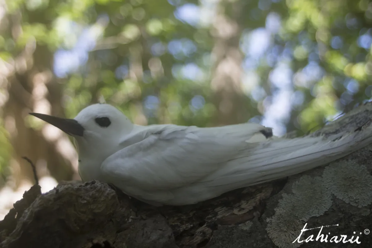 Gygis blanche adulte
