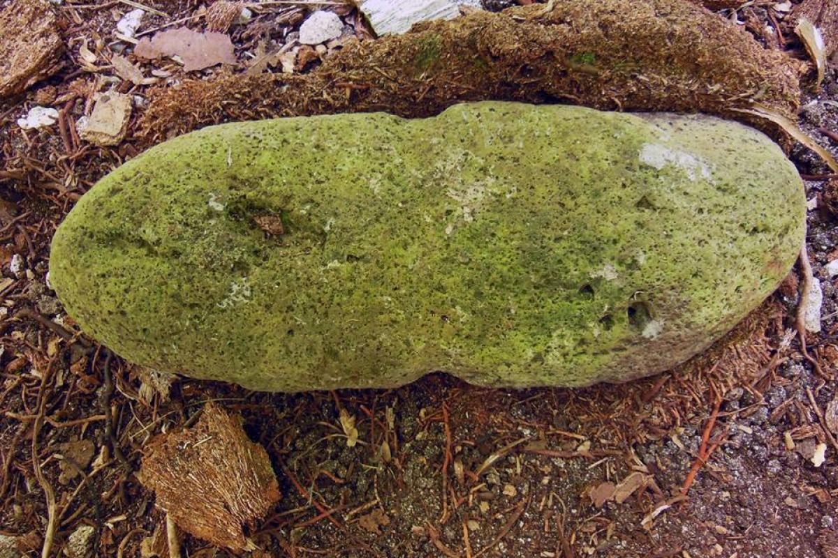 A basalt anchor found on Rimatu'u