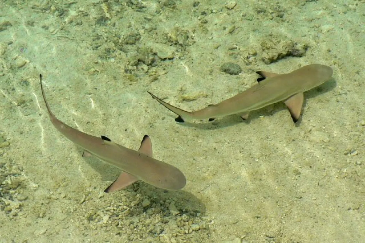Photo: Tetiaroa Society Curieux, il approche mais ne se laisse pas toucher, et est rarement un danger pour les humains.
