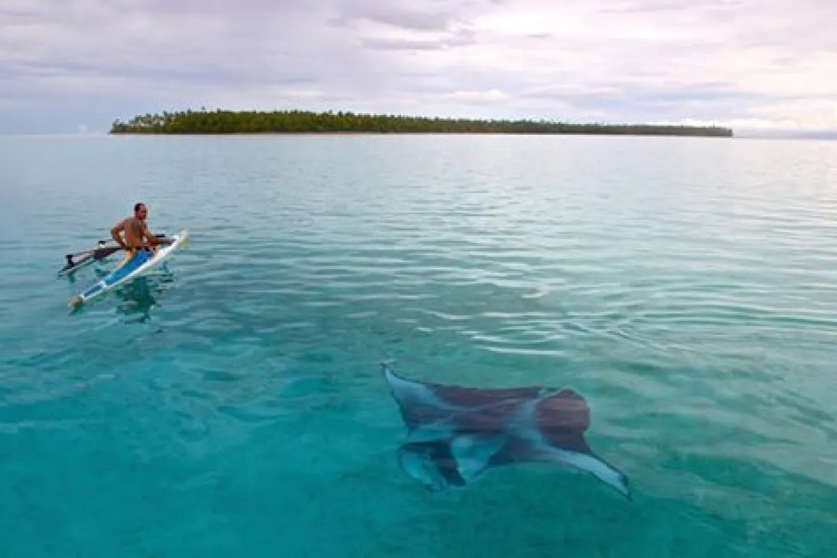 Photo: Tetiaroa Society Fafa piti migrate through the free waters of the oceans, alone or in groups.