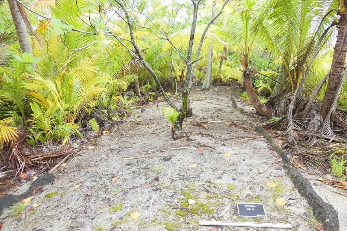 The remains of a dancing platform on Rimatu'u