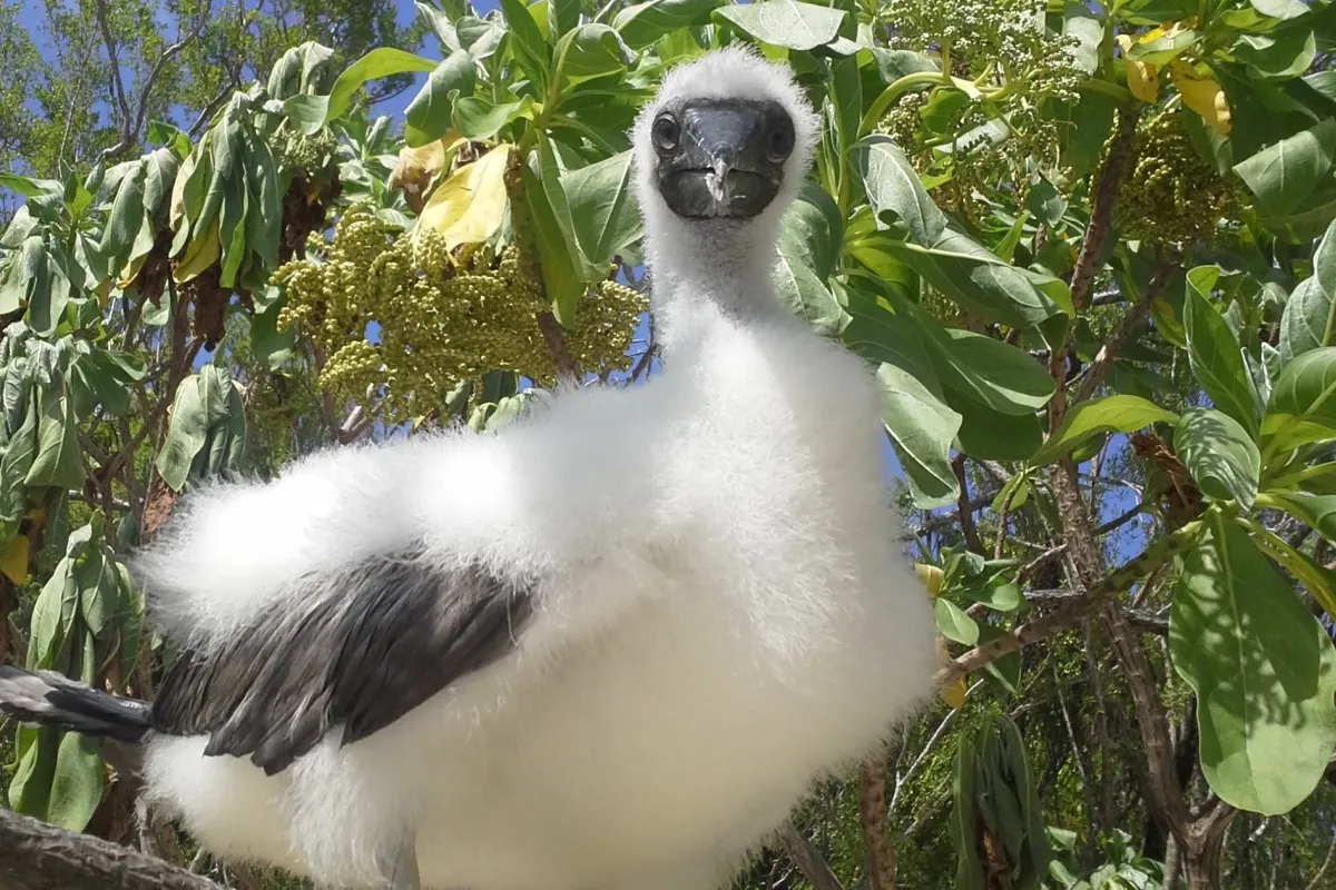 Photo: Tetiaroa Society Juvenile fou
