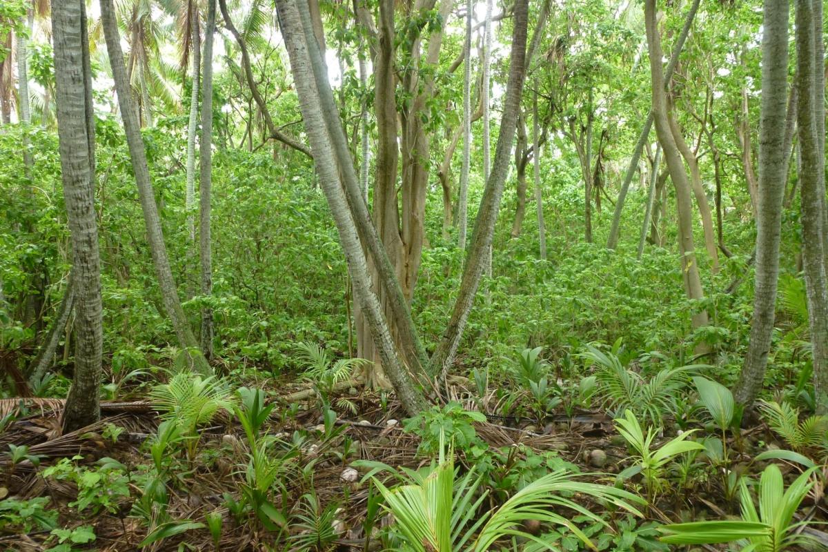 Understory regeneration in a Cabbage Tree (Pisonia) forest