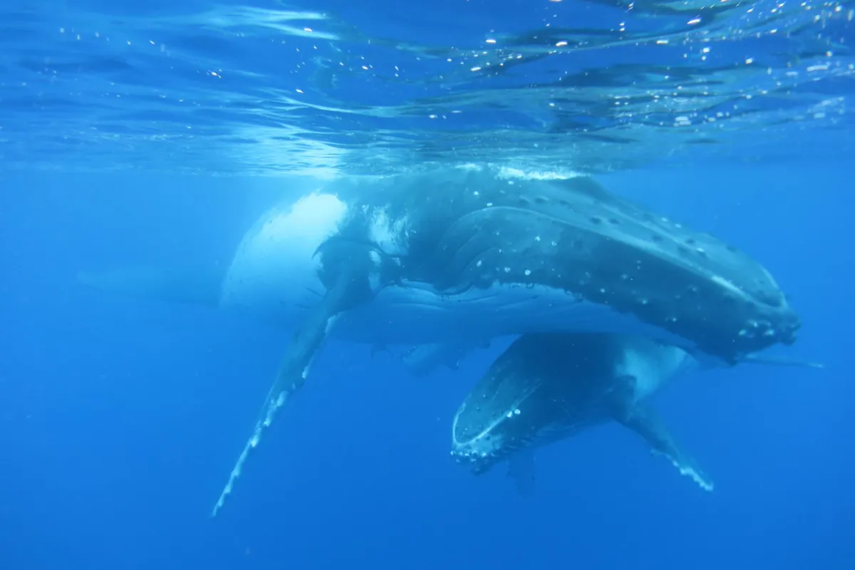 Tohora come to our warm waters from June to November to breed, give birth, nurse, and rest.
