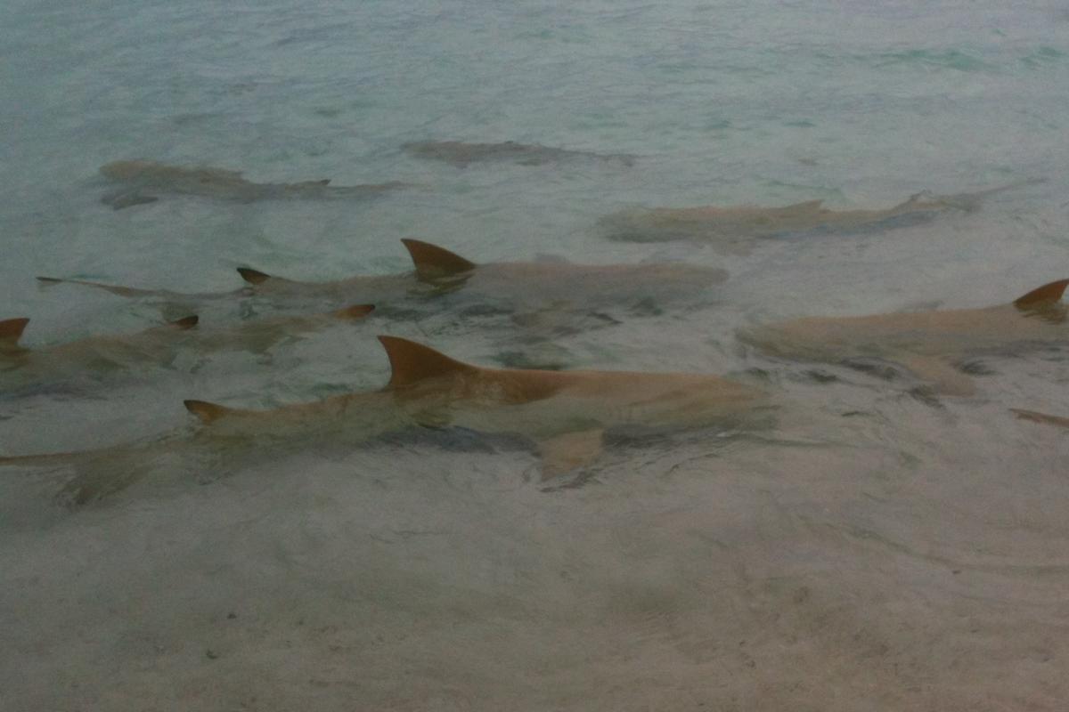 A school of lemon sharks in the Tetiaroa lagoon