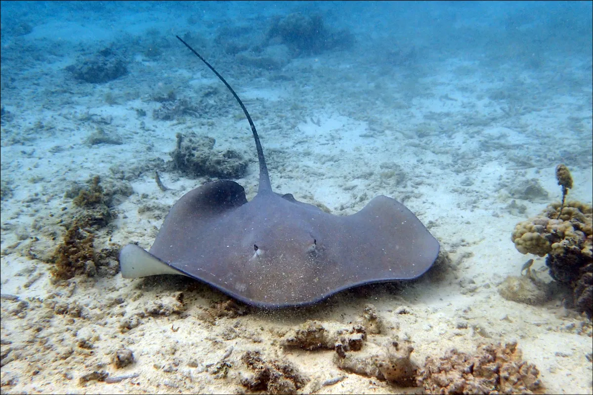 Fai i’u repose sur le sable pendant une grande partie de la journée.
