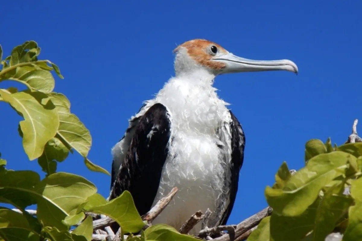 Photo: Tetiaroa Society Great frigatebird female adult