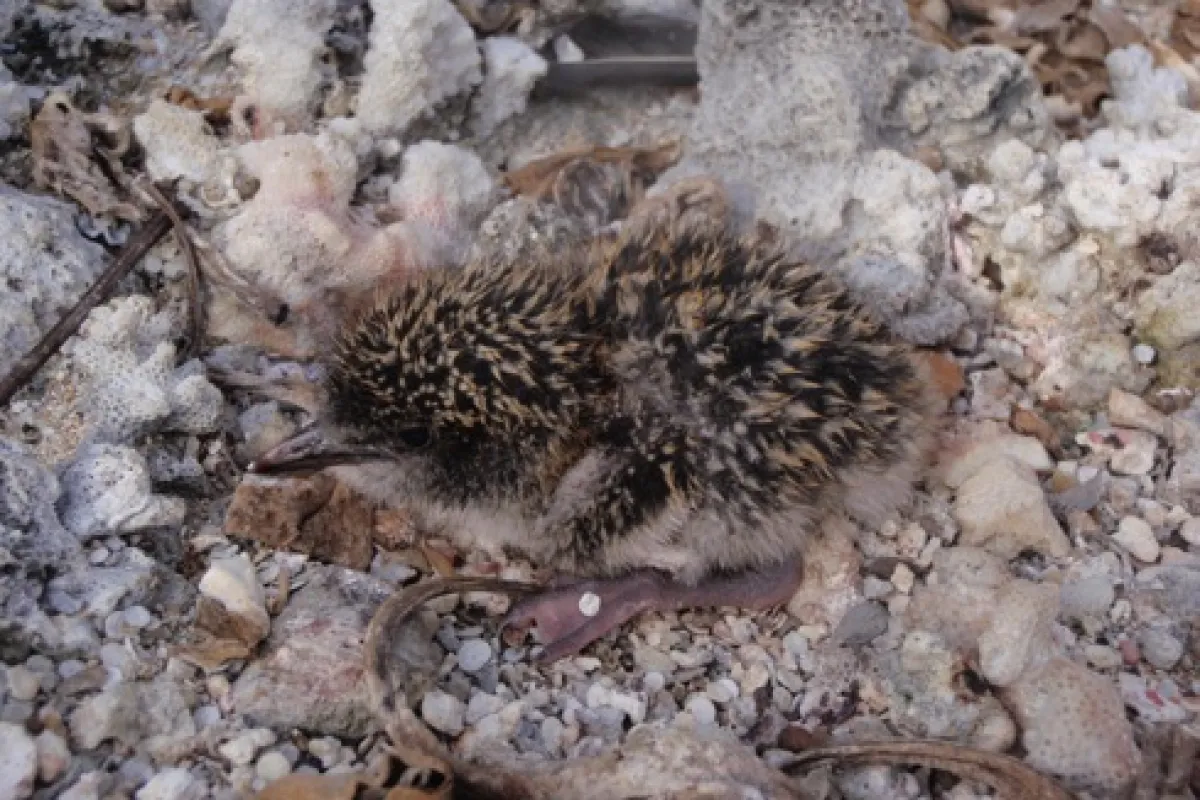 Ⓒ Tetiaroa Society Sterne fuligineuse bébé