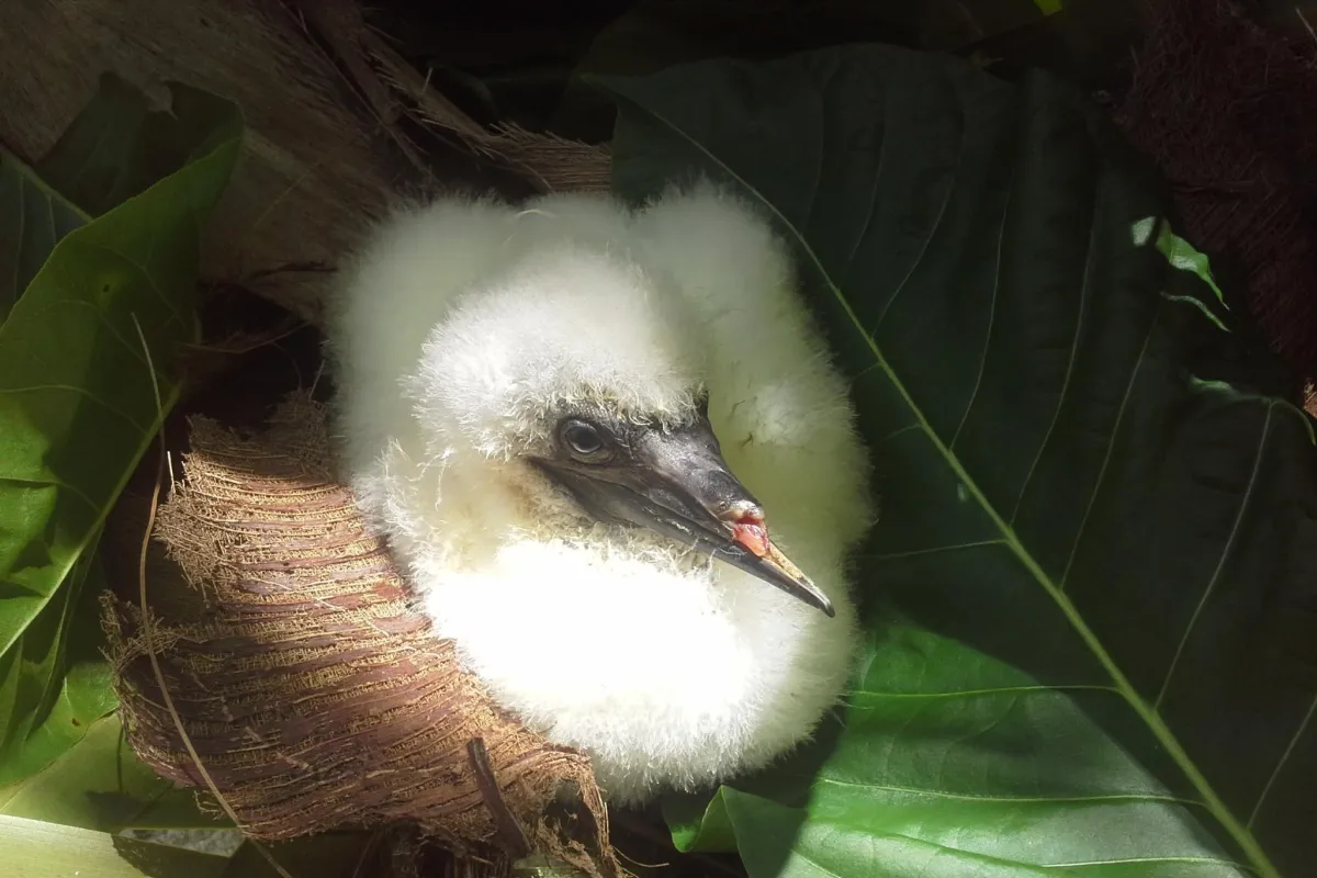 Photo: Tetiaroa Society Jeune fou à pieds rouge au bec cassé