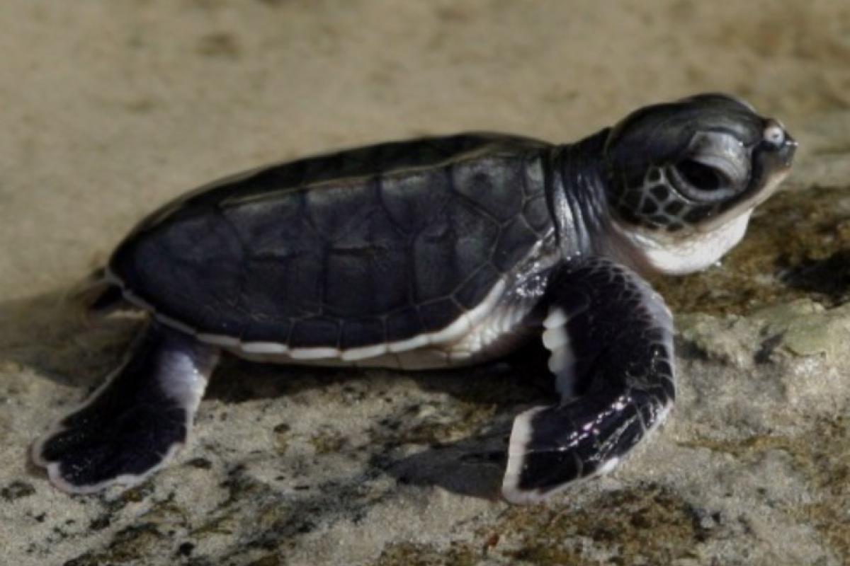a hatchling on the move