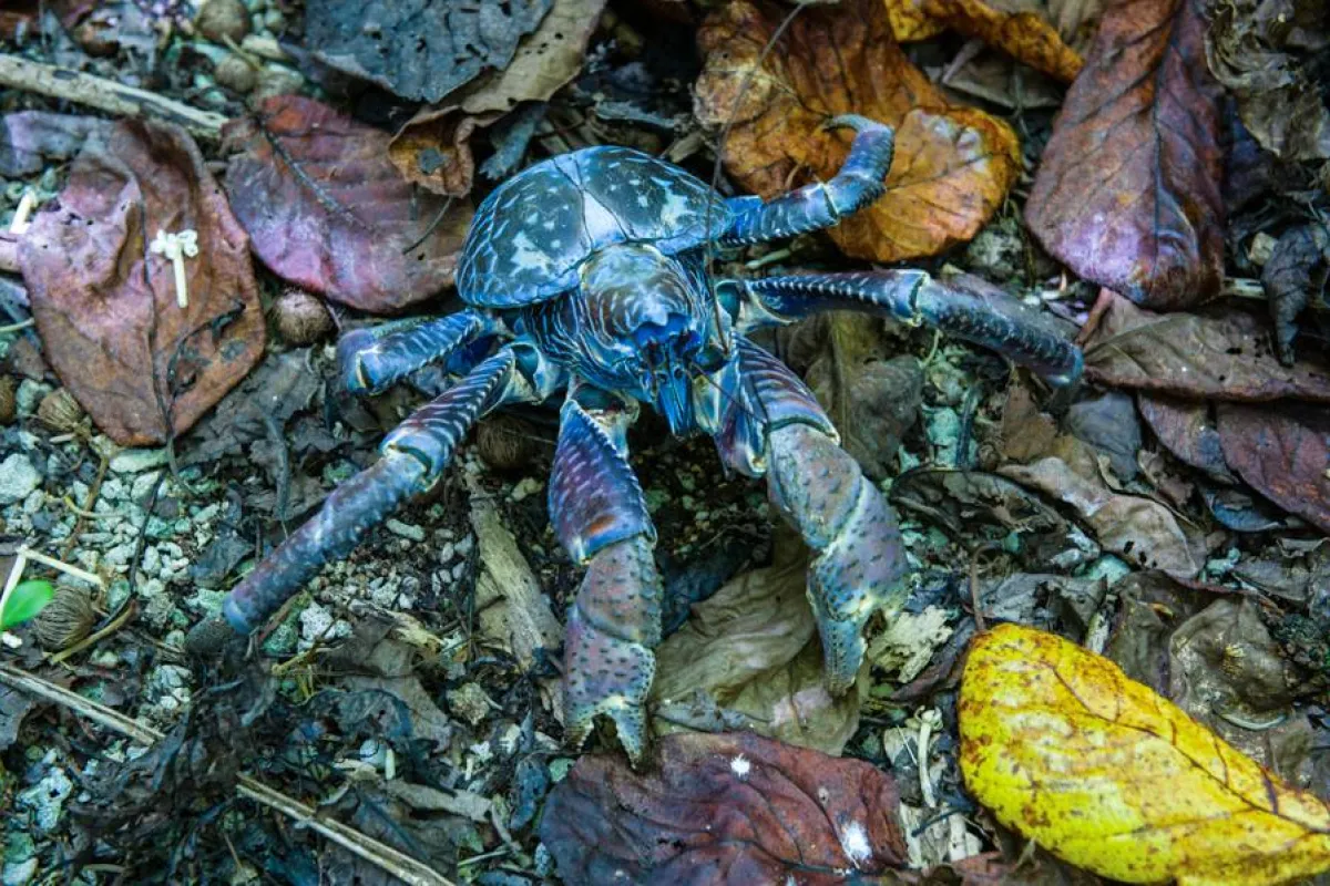 coconut crab