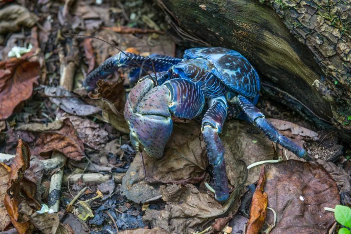 coconut crab
