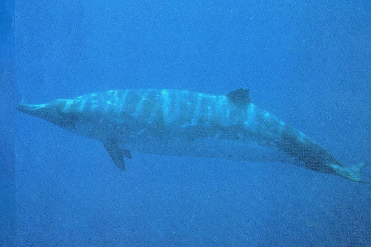 Like other beaked whales, these whales are deep divers. Regular dives range from 20-45 minutes