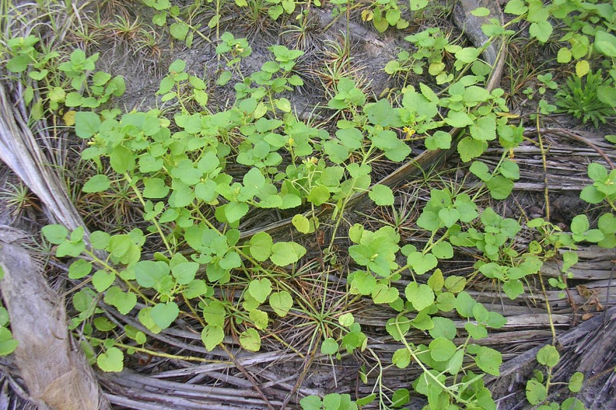 Triumfetta vine is a low-lying plant with prostrate stems up to 3 m (10 ft) long.