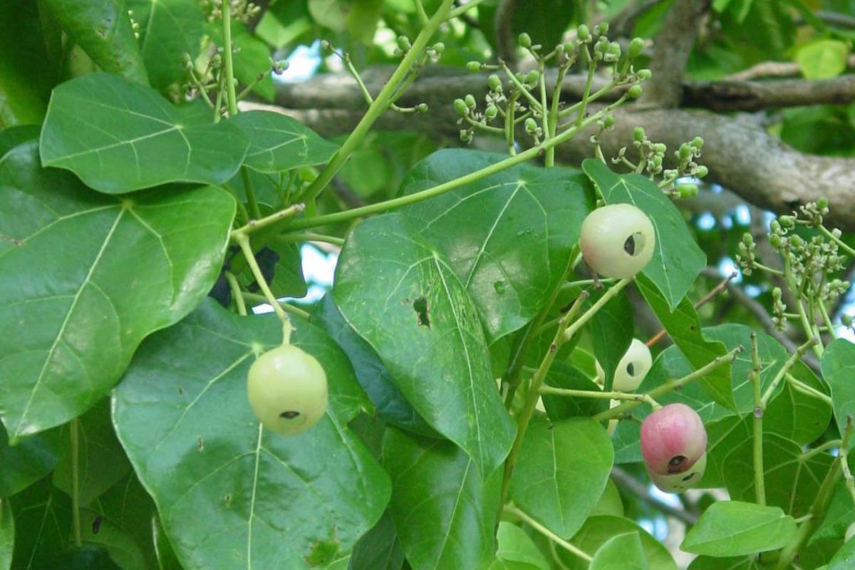 Fruits of Ti'anina