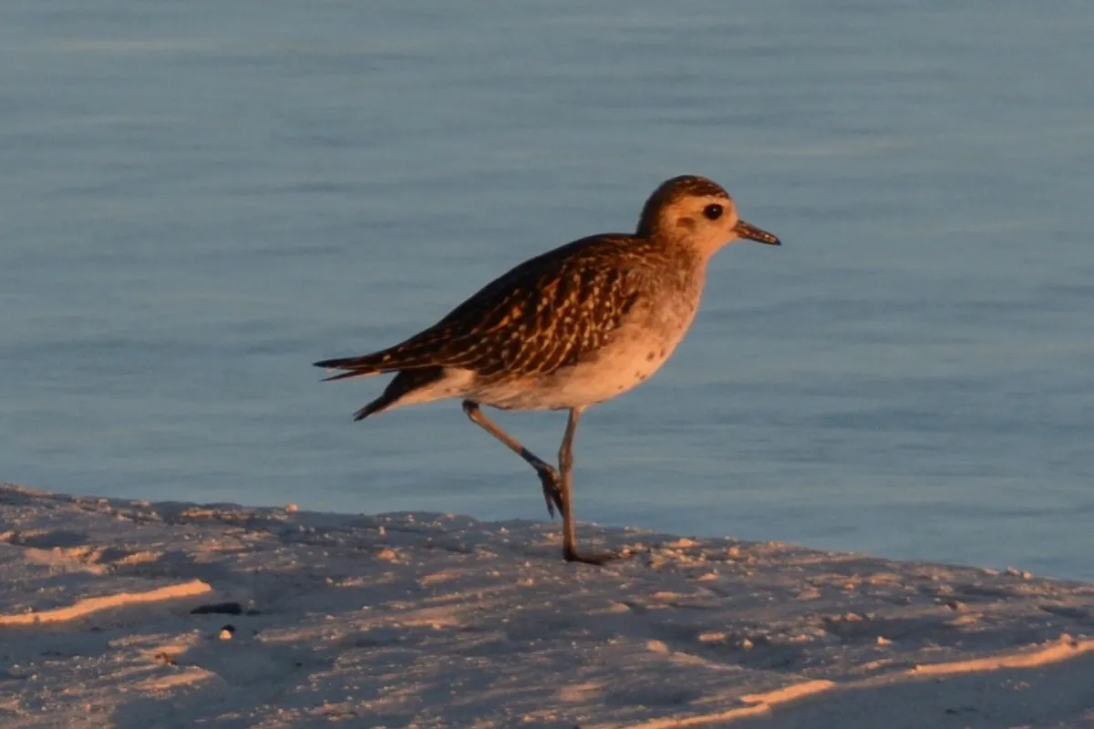 Photo: Tetiaroa Society Pacific golden plover