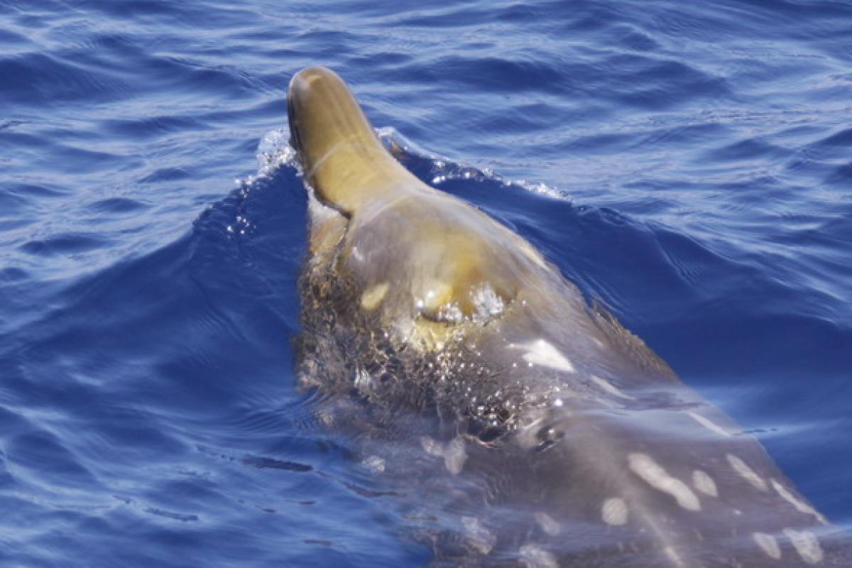 Blainville's beaked whale at the surface