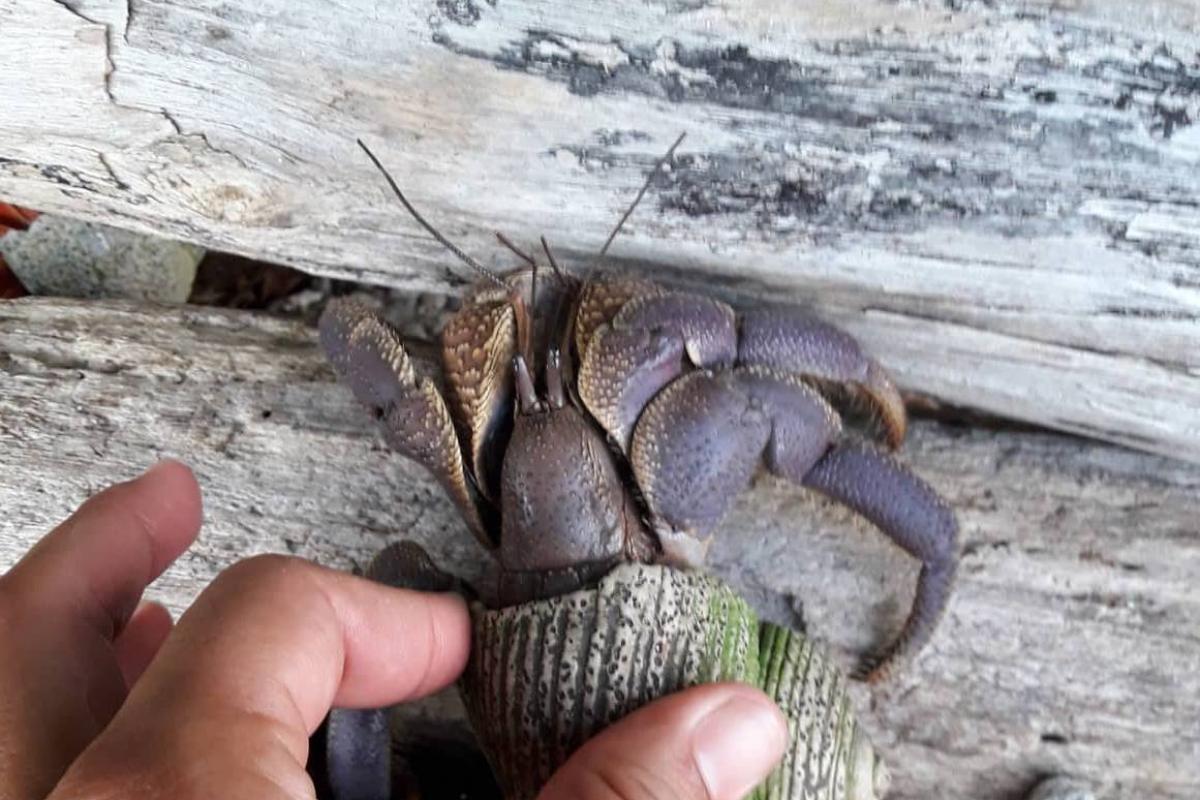 An Indian Hermit crab posing for a picture