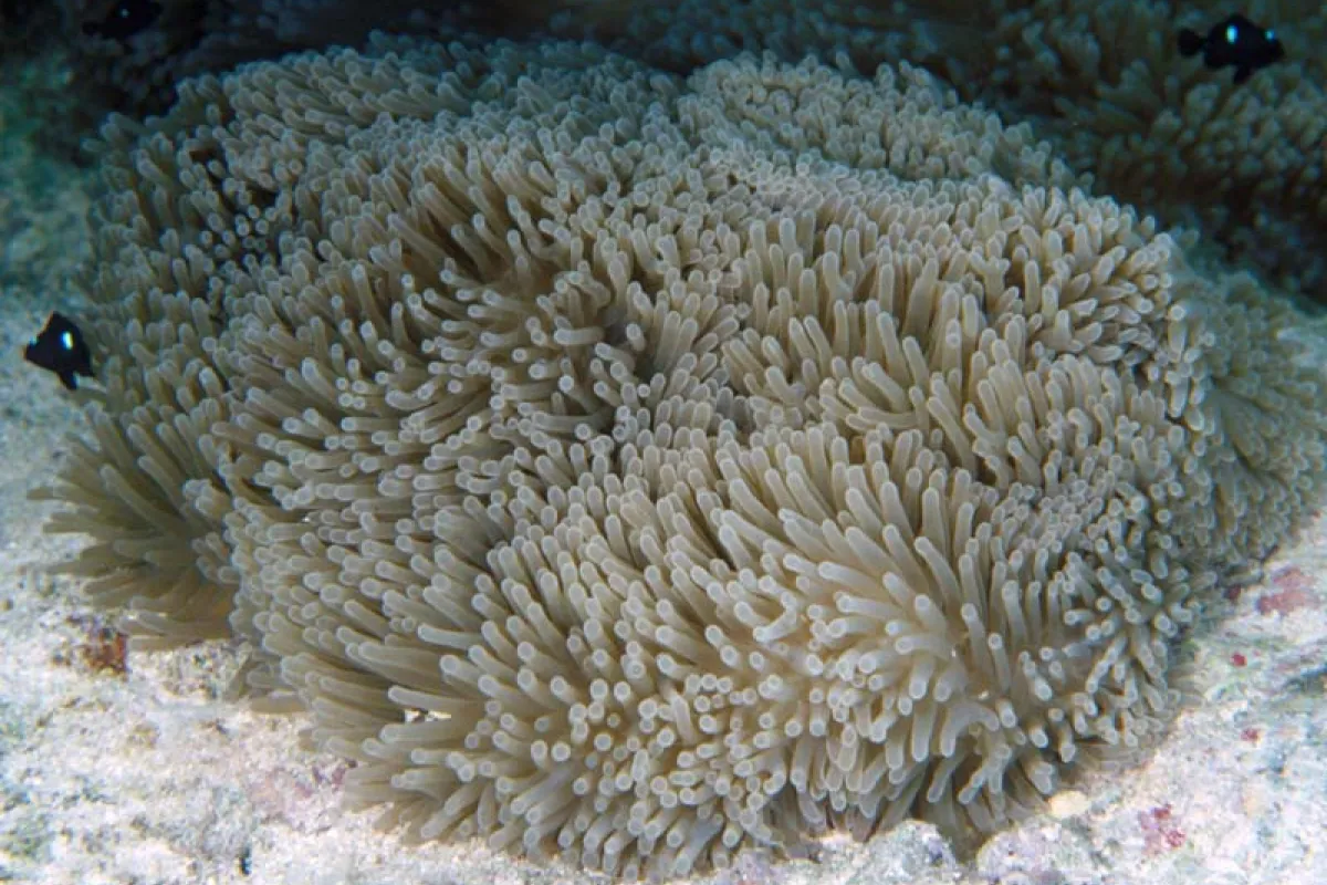 The sea anemone is the exclusive home of clownfish