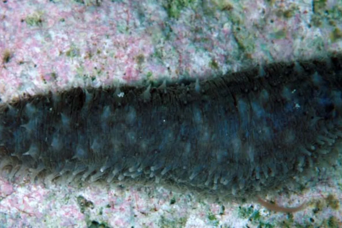 They swallow large quantities of sand, and this is part of their role as filterers.