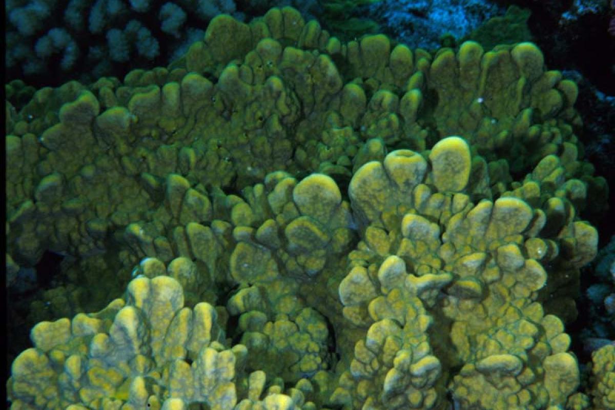 A dangerous coral to touch