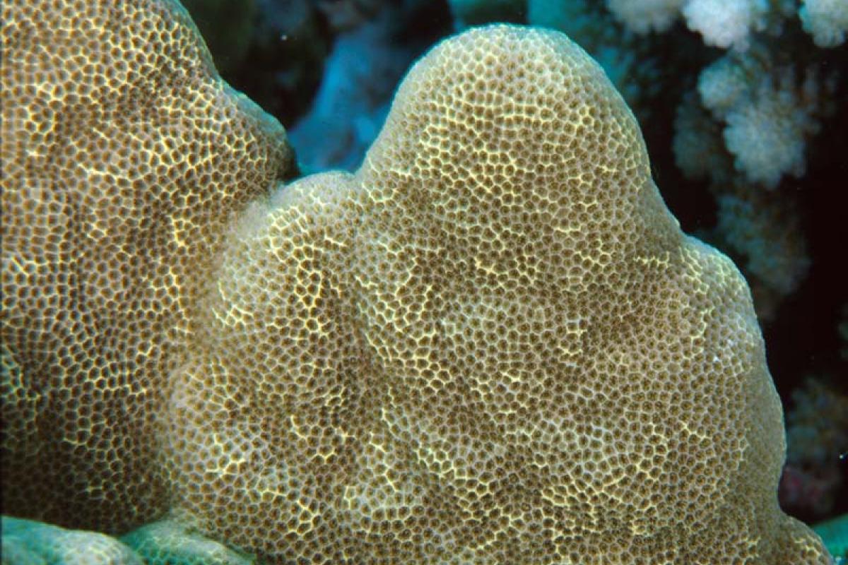 Coral is a home for many animals