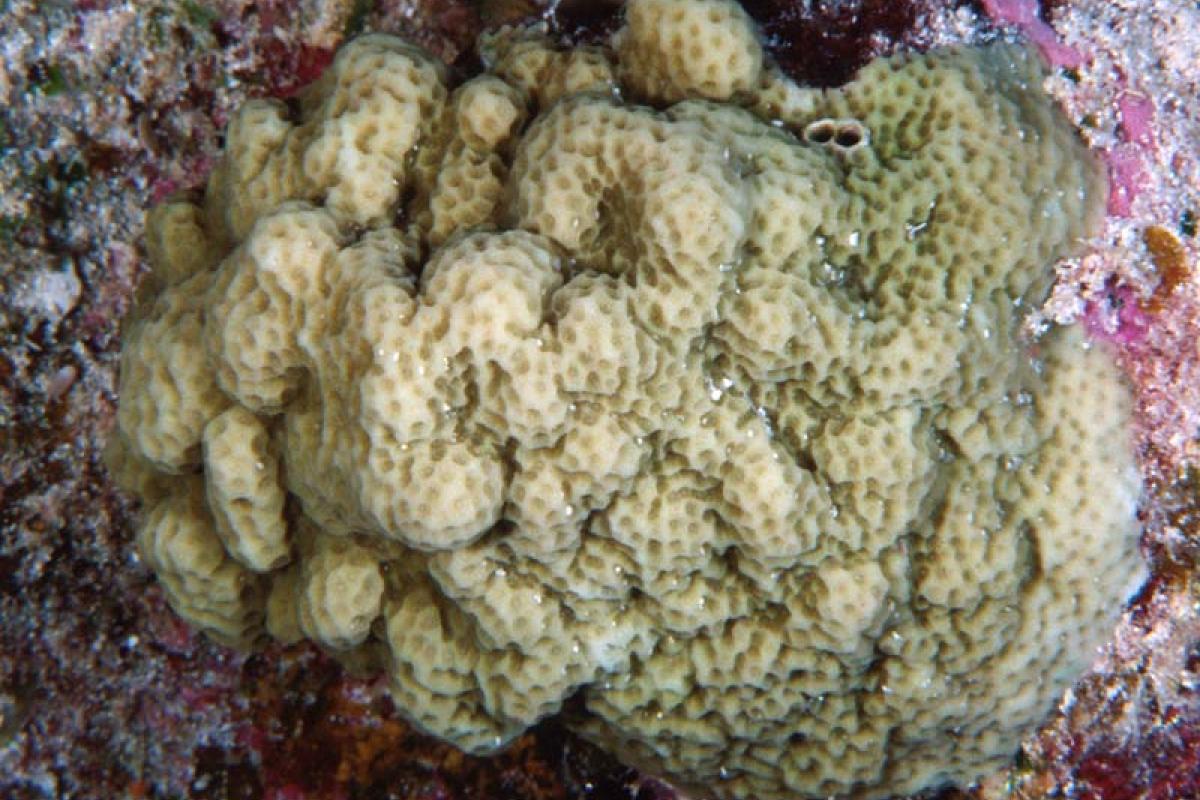 The coral heads are lobed and bumpy