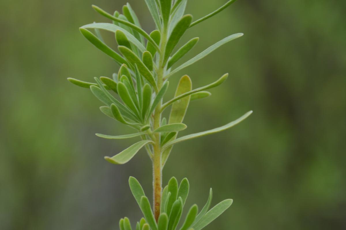 A plant with small leaves