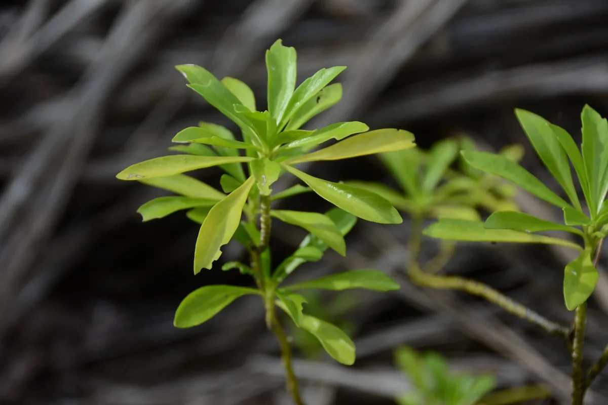 A plant named after its taste