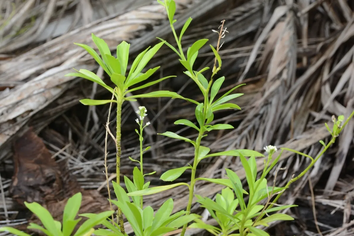 Small, tasty, plants