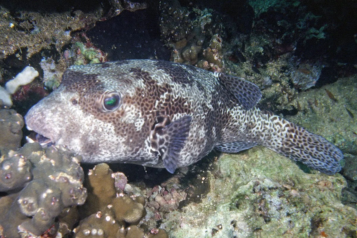 Photo: John Hoover Hue mōrori Hiding in the coral