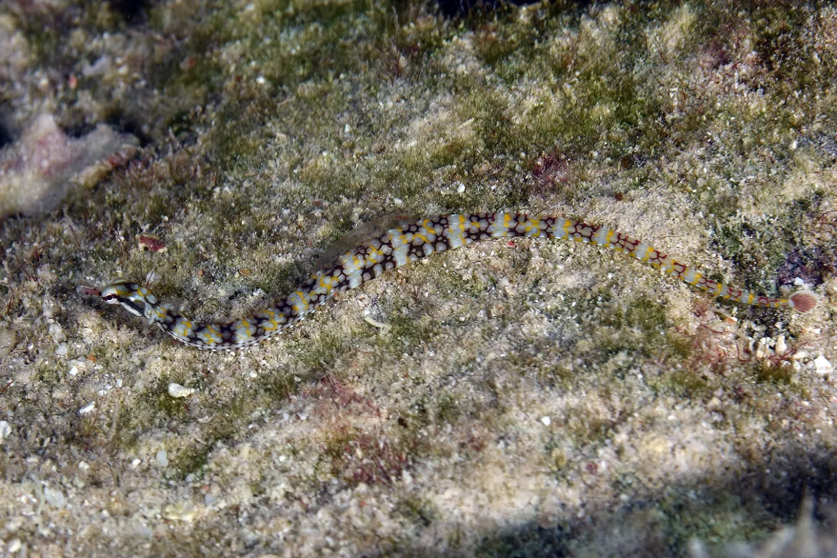 Photo: John Hoover Il se nourrit la journée de zooplancton.