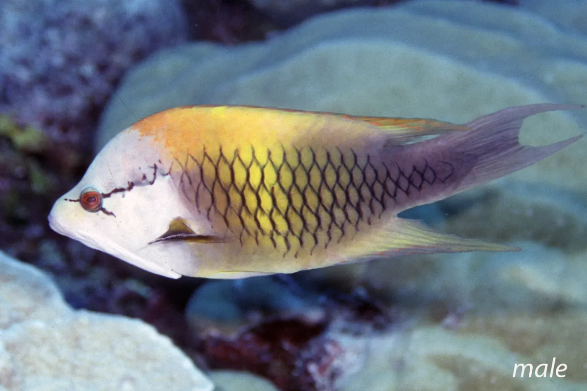 Photo: John Hoover In its terminal phase, males have a white head and a black body with an orange back.