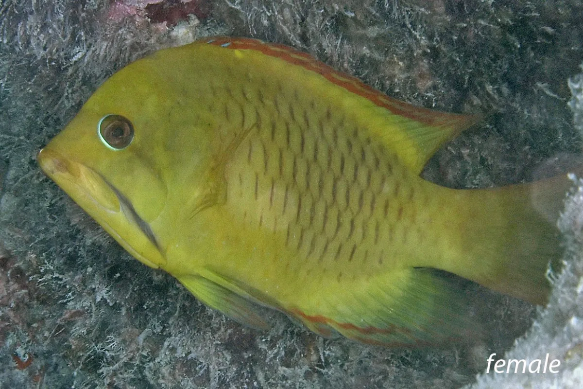 Photo: John Hoover Papae utu roa can be found around the external slope, but also in the calm and clear waters of the lagoon.