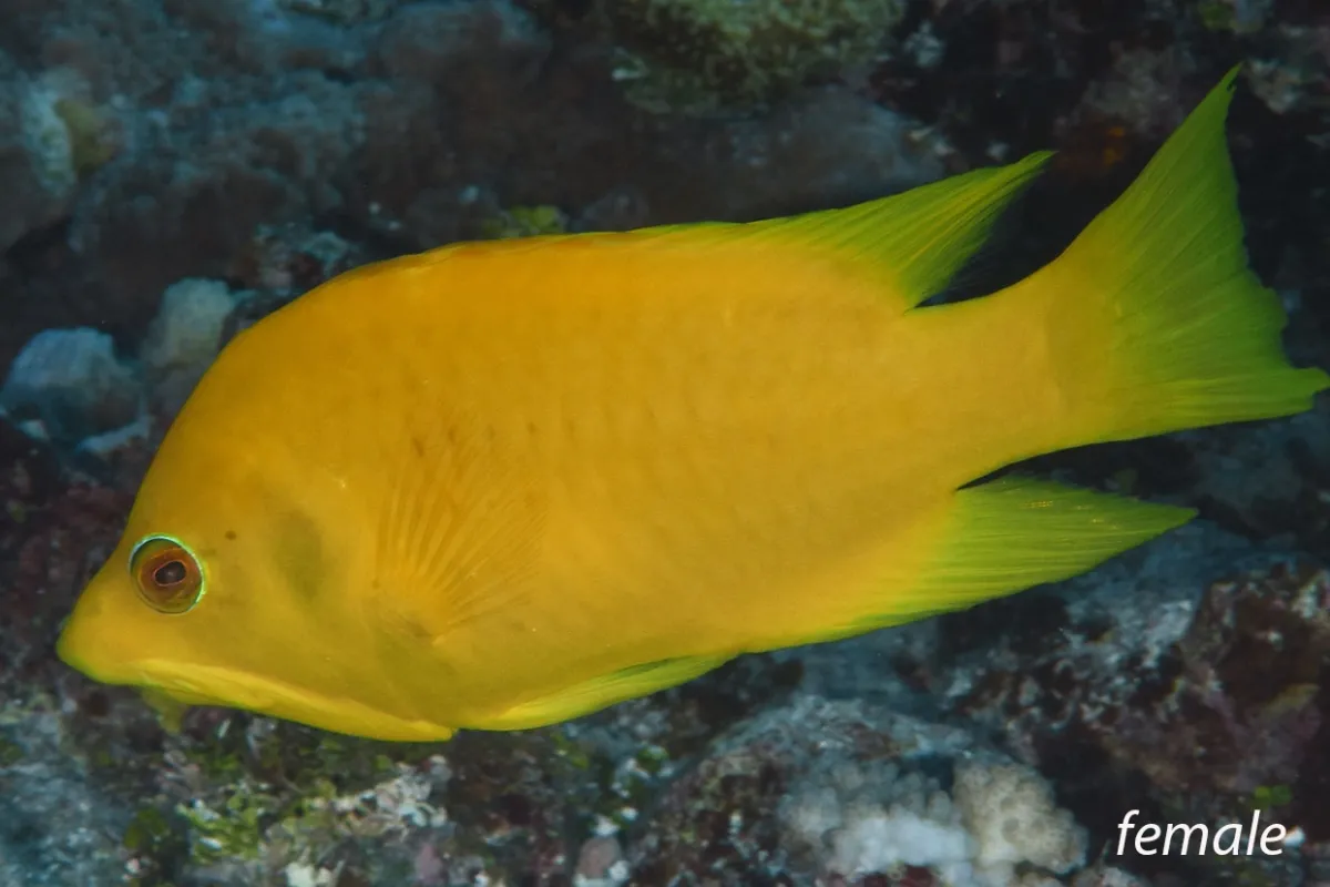 Photo: John Hoover In its initial phase, Papae utu roa is yellow