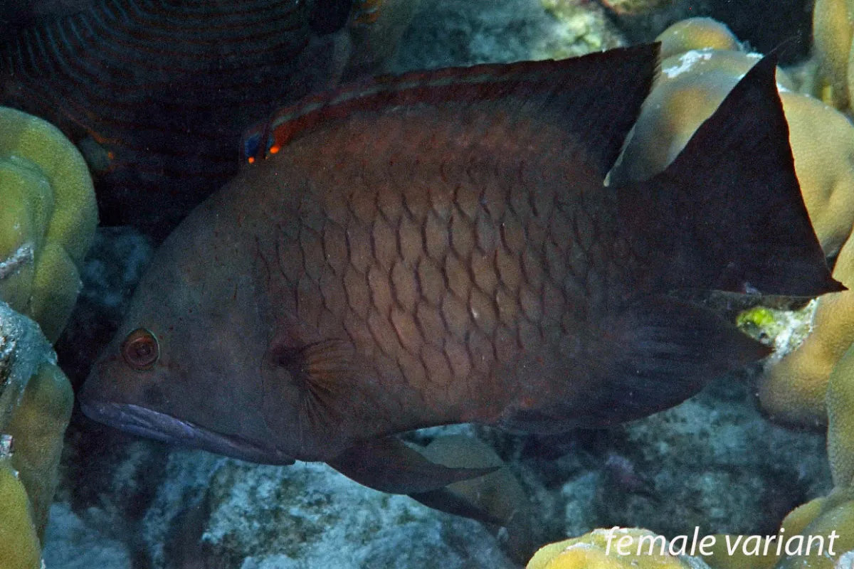 Photo: John Hoover After the initial phase, the fish changes to brown.