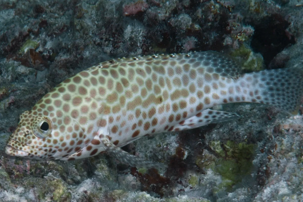 Photo: John Hoover This grouper is distinguishable by its light colored body with nested, brown, hexagon shaped spots.