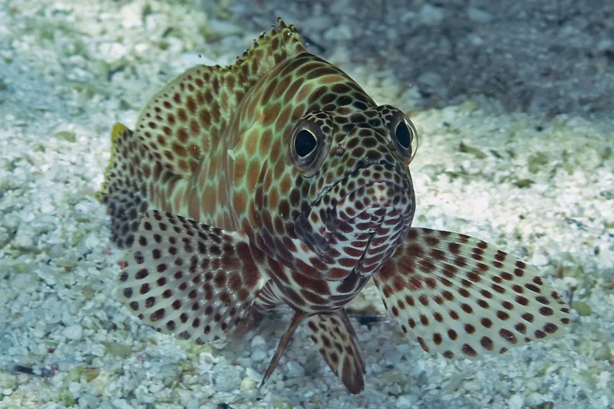Photo: John Hoover The diet of this grouper consists of other fish and crustaceans.