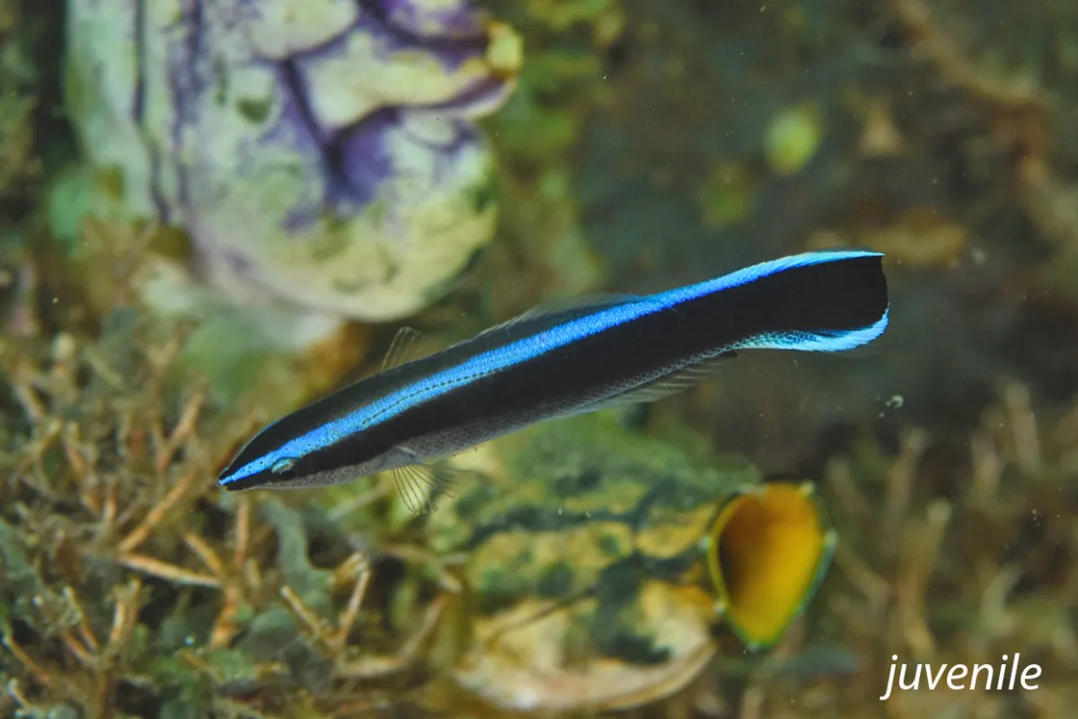 Photo: John Hoover Il se présente sous divers coloris.