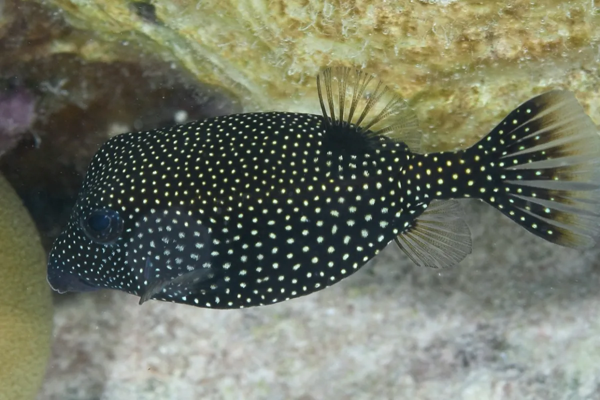 Photo: John Hoover Reste rare en lagon, mais déjà observé plusieurs fois dans celui de Tetiaroa.