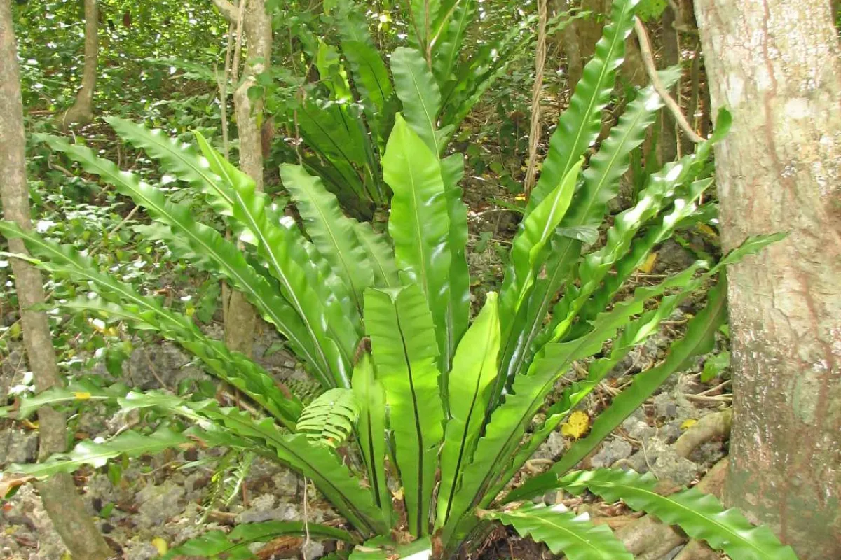Bird's nest fern, O’aha