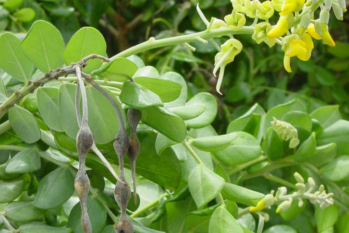 Necklacepod is a nectar plant for bees and butterflies