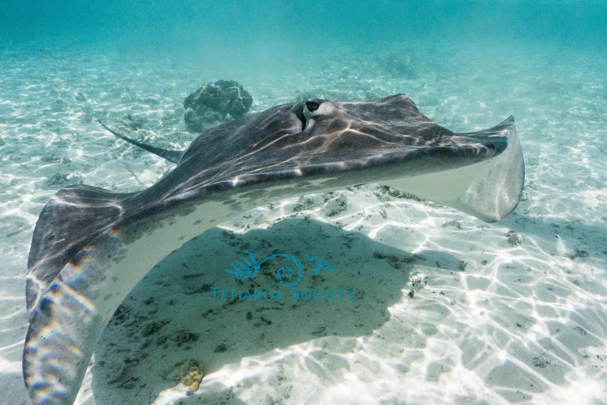 Photo: Teva Beguet / Tetiaroa Society Son habitat est le lagon, elle privilégie les fonds sablonneux et peu profonds.