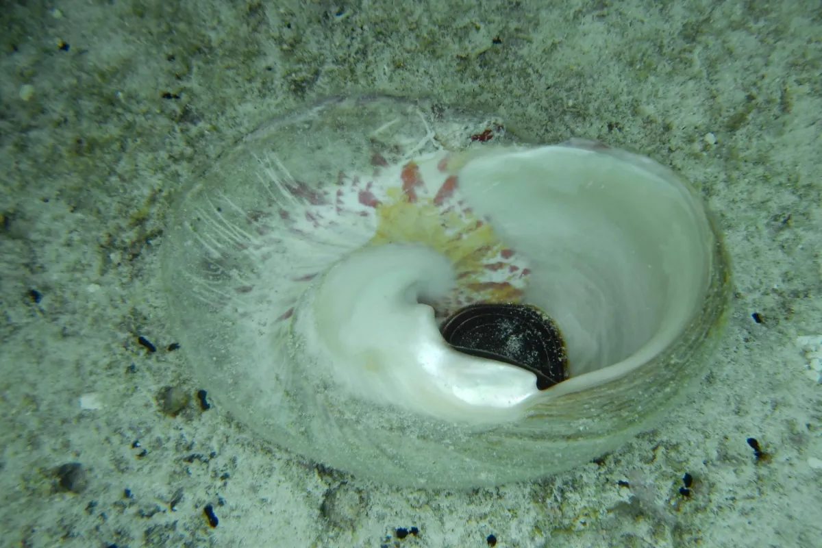 It likes coral heads and coral flats in shallow areas.